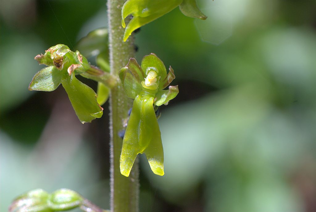 Neottia ovata (=Listera ovata)